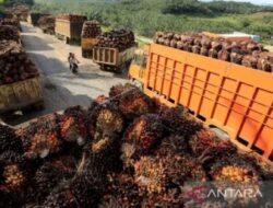 Harga CPO Naik 8,26 Dolar AS/MT pada November 2023