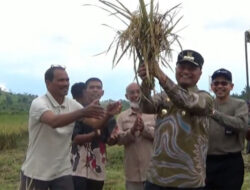 Panen Padi Pertama di Cot Trieng-Lhokseumawe Berhasil di Tengah Musim Kemarau