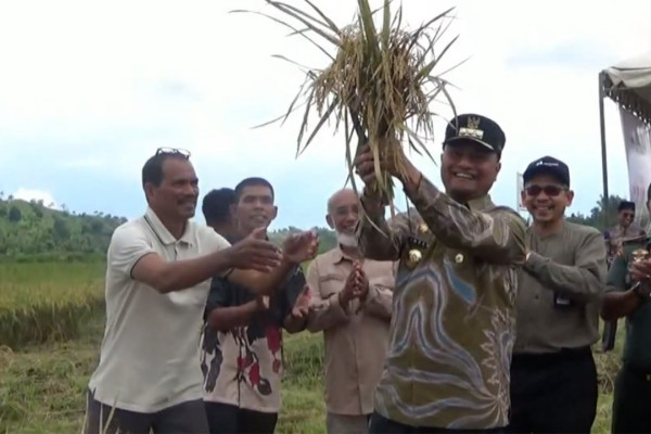 Panen Padi Pertama di Cot Trieng-Lhokseumawe Berhasil di Tengah Musim Kemarau