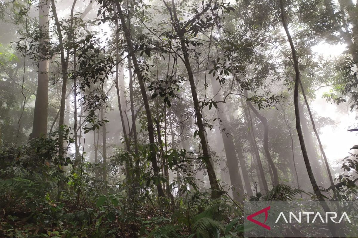 Inovasi Pendanaan untuk Perubahan Iklim Melalui Inisiatif Wakaf Hutan