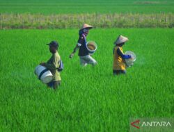 Stabilitas Produksi Beras Kemarin Menjamin Keamanan dan Stabilitas dalam Jasa Keuangan