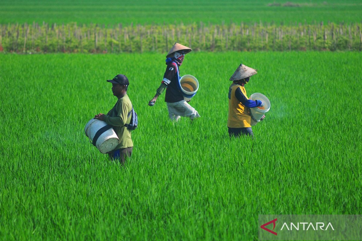 Stabilitas Produksi Beras Kemarin Menjamin Keamanan dan Stabilitas dalam Jasa Keuangan