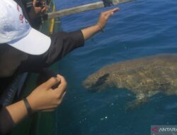 Mengelola ekosistem dugong di perairan Alor