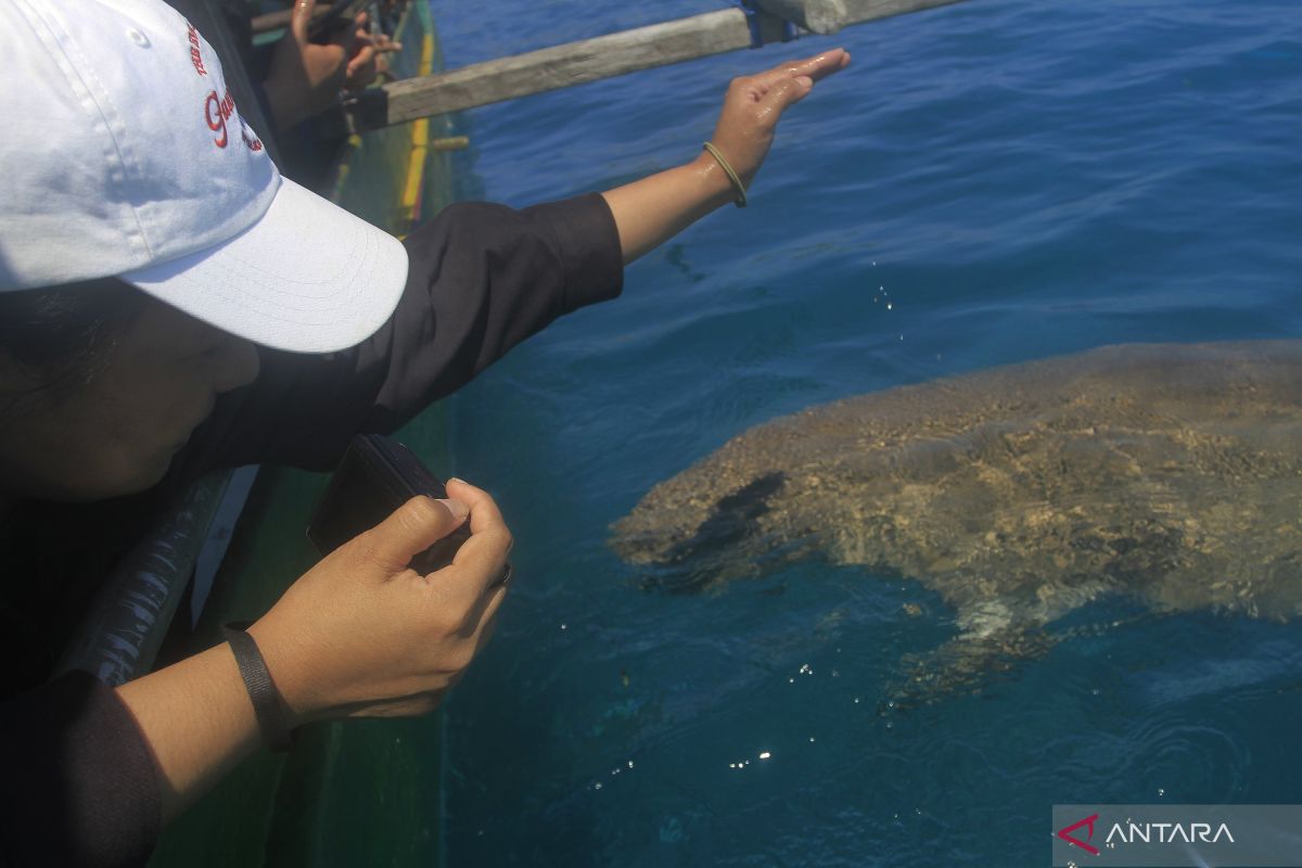 Mengelola ekosistem dugong di perairan Alor