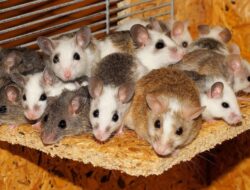 Perubahan Iklim Ancam Kota-kota Besar: Waspada ‘Decitan’ Tikus