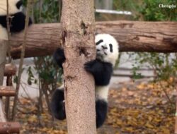 Belajar Memanjat: Rahasia Tingkah Menggemaskan Bayi Panda