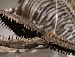 Deinosuchus: Pemangsa Dinosaurus di Air Asin