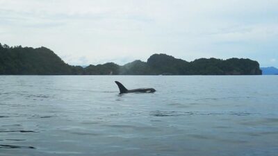 Panduan Pemerintah Untuk Selamatkan Laut Indonesia