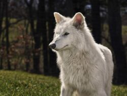 Penemuan Ilmiah: Serigala Dire Wolf Punah ‘Bangkit’ Kembali