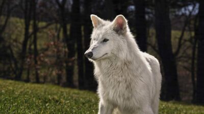 Penemuan Ilmiah: Serigala Dire Wolf Punah ‘Bangkit’ Kembali