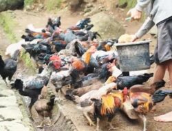 Pertanian Organik dan Agroforestri untuk Keberlanjutan di Arista Montana