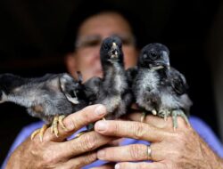 Mengungkap Fakta Mistis Ayam Cemani