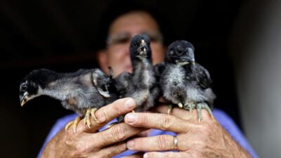 Mengungkap Fakta Mistis Ayam Cemani