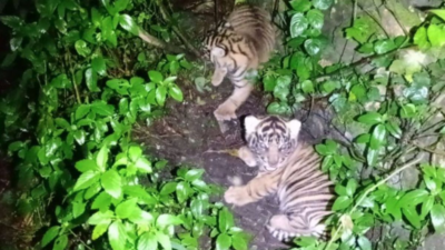 Kemenhut Umumkan Kelahiran Dua Bayi Harimau Sumatra – Nunuk dan Ninik