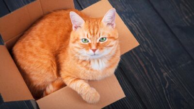 Mengapa Kucing Oren Unik? Jawabannya Di Sini!