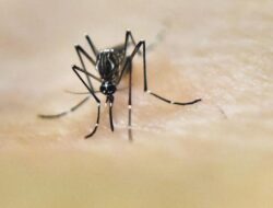 Penyebab Migrasi Nyamuk dari Tropis ke Belahan Utara