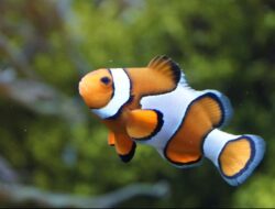 Studi Terbaru: Ukuran Ikan Badut Nemo Mengecil karena Faktor Ini