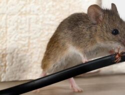 Mengenal Tikus Pulau Gag Raja Ampat: Ancaman Punah oleh Tambang