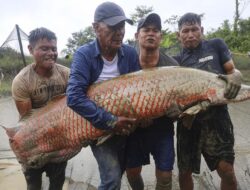 Penampakan Ikan Arapaima: Penguasa Air Tawar Terbesar