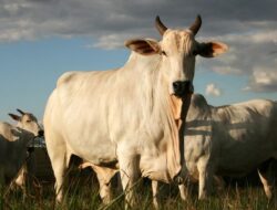 Sapi Terbesar di Dunia: Panjang Badan Capai 2 Meter!