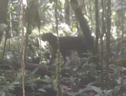 Misteri Kembalinya Kucing Merah Kalimantan Setelah 20 Tahun