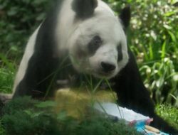 Ulang Tahun Panda Raksasa Tertua: Sejarah dan Kemeriahan