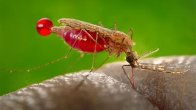Penelitian BRIN: Bakteri Wolbachia pada Nyamuk Papua Tekan Malaria