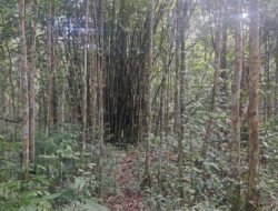 Explore Keajaiban Kawasan Distrik Konda Terverifikasi