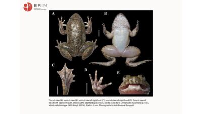 Penemuan Terbaru: Katak Bertaring Baru di Kalimantan
