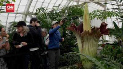 Aroma Bunga Bangkai Tarik Ratusan Pengunjung San Francisco