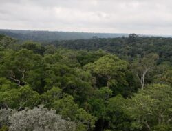 Krisis Lingkungan: Jejak Kiamat di Hutan Amazon
