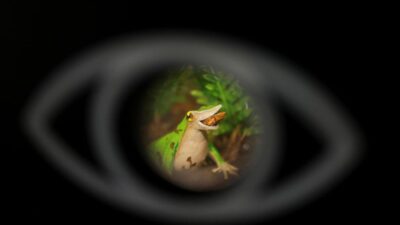 Upaya Terakhir Menyelamatkan Katak Darwin: Ancaman Kepunahan