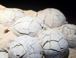 Fosil Telur Dinosaurus 86 Juta Tahun Ditemukan di China