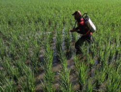 Prediksi Musim Hujan BMKG: Tips Percepat Tanam Petani