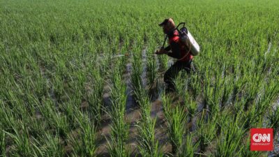Prediksi Musim Hujan BMKG: Tips Percepat Tanam Petani